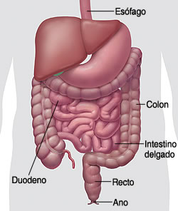 Sistema Intestinal
