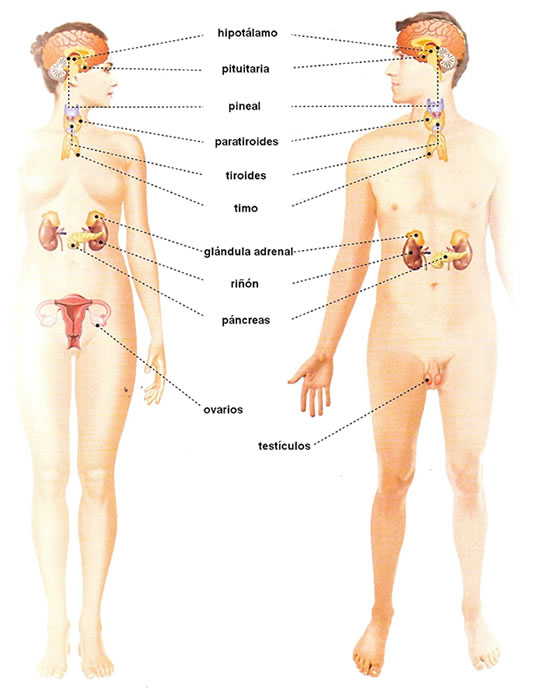 Sistema Glandular