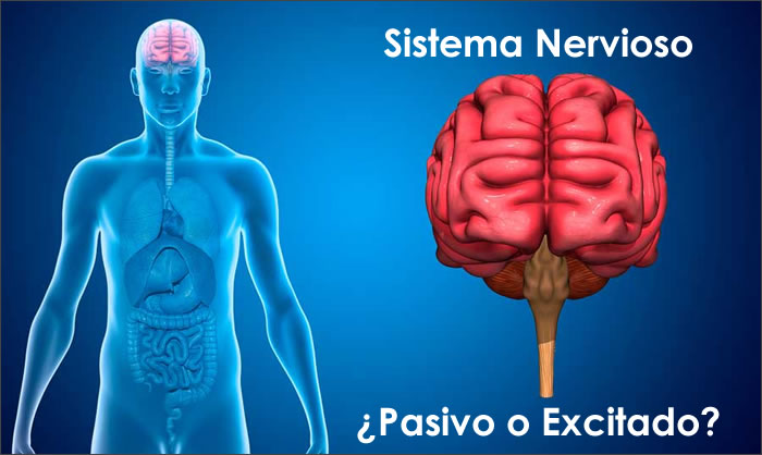 Tipos de Sistema Nervioso