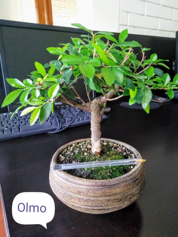 Bonsai Chapin EL ARTE DEL BONSAI EN GUATEMALA