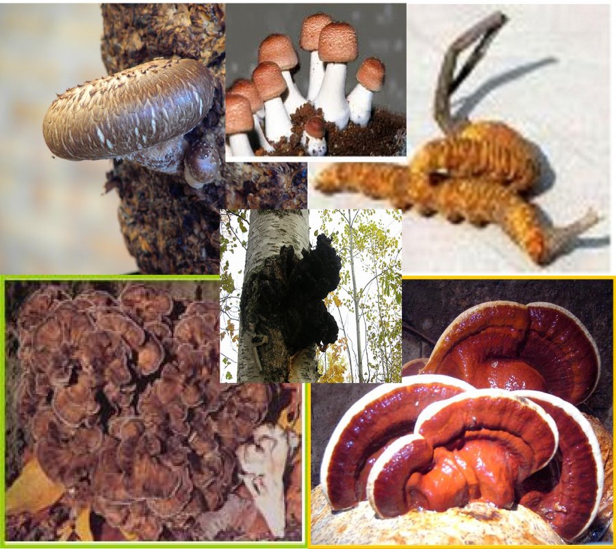 Hongos medicinales hongomex proteccion inmunológica Reishi