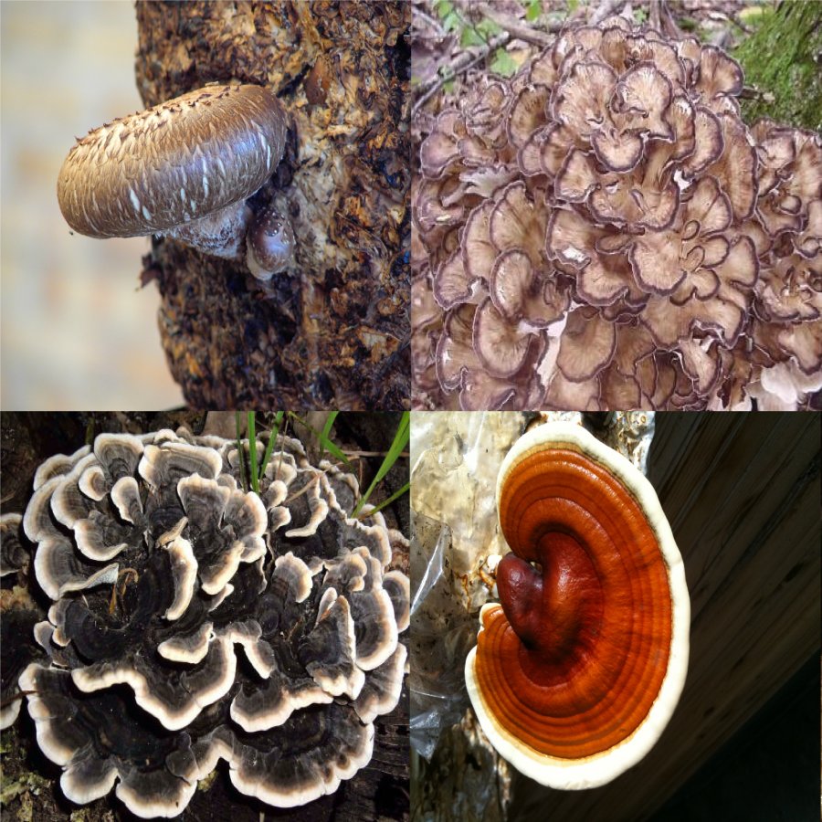 Hongos medicinales hongomex proteccion inmunológica Reishi